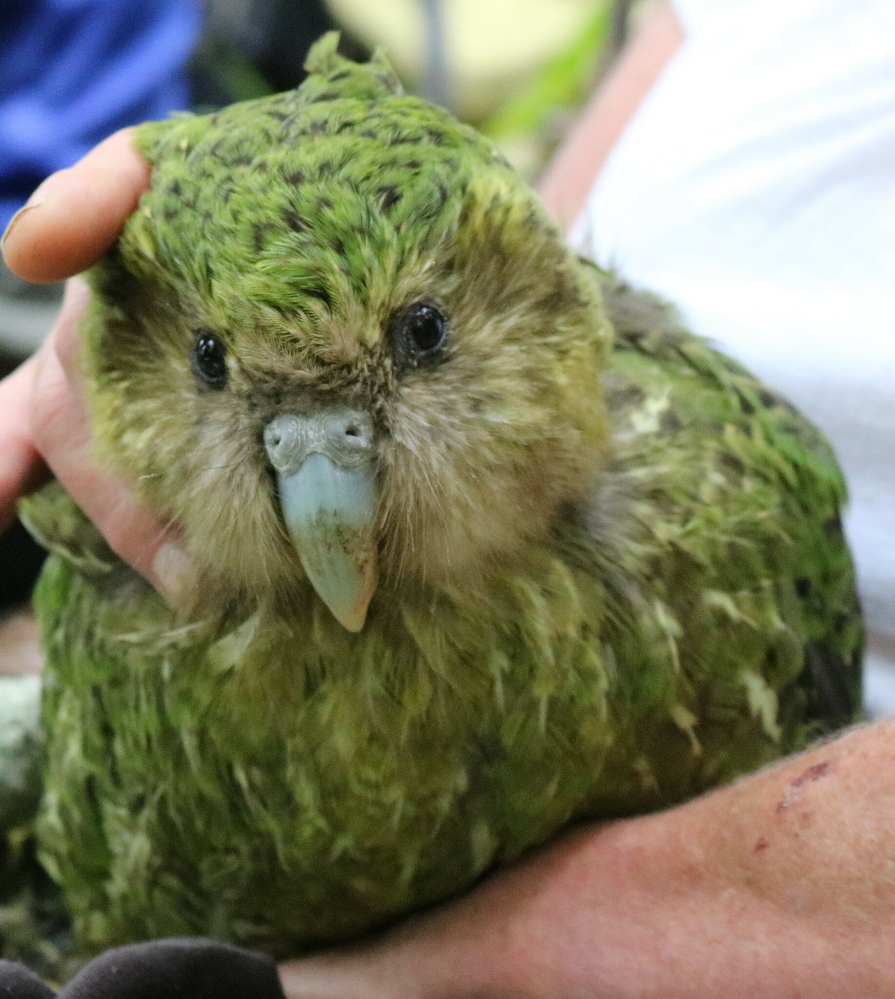 Nora the kākāpō
