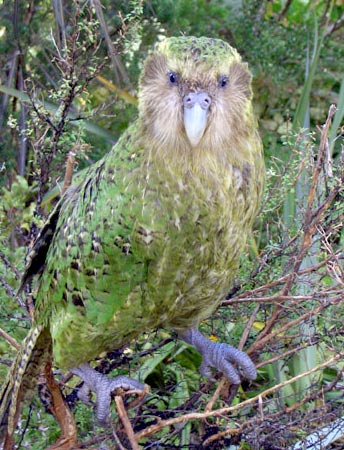 Sirocco the kākāpō