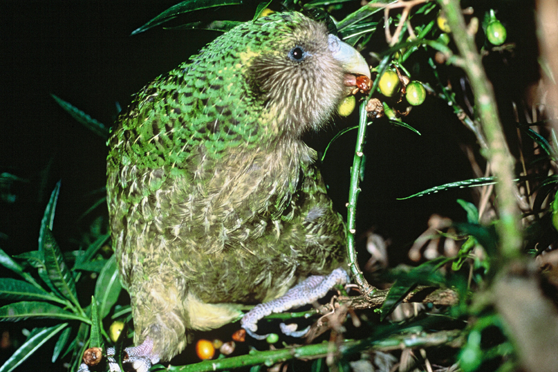 Trevor the kākāpō